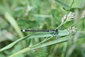 Stor Farvevandnymfe (Ischnura elegans)